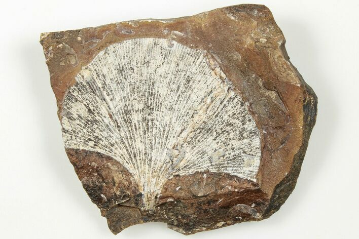 2.1" Fossil Ginkgo Leaf From North Dakota - Paleocene